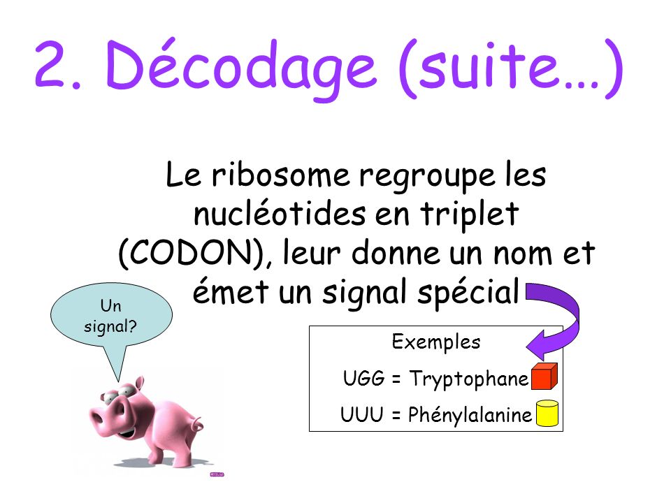 2. Décodage (suite…) Le ribosome regroupe les nucléotides en triplet (CODON), leur donne un nom et émet un signal spécial.