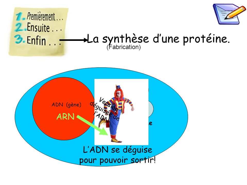 La synthèse d’une protéine.