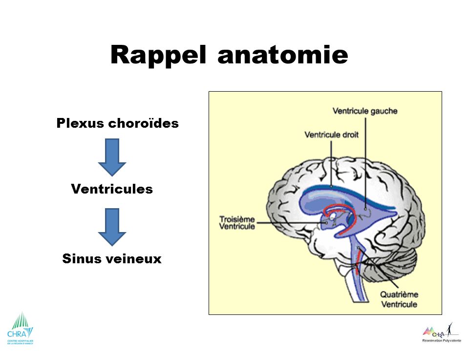 Rappel anatomie Plexus choroïdes Ventricules Sinus veineux