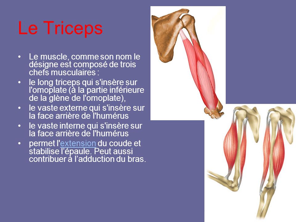 Le Triceps Le muscle, comme son nom le désigne est composé de trois chefs musculaires :