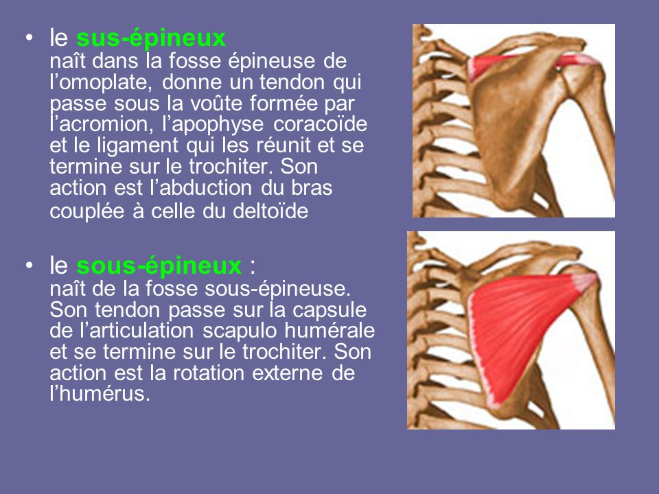 le sus-épineux naît dans la fosse épineuse de l’omoplate, donne un tendon qui passe sous la voûte formée par l’acromion, l’apophyse coracoïde et le ligament qui les réunit et se termine sur le trochiter. Son action est l’abduction du bras couplée à celle du deltoïde