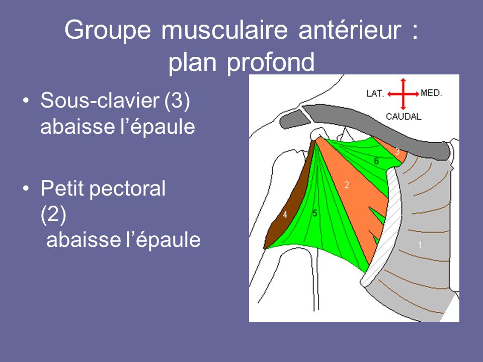 Groupe musculaire antérieur : plan profond