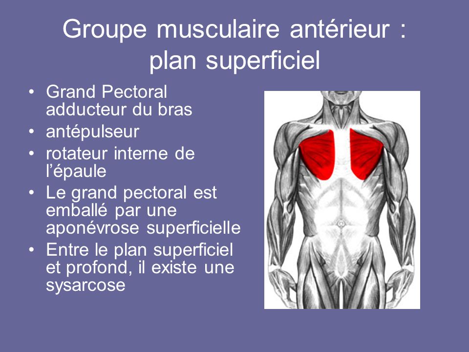Groupe musculaire antérieur : plan superficiel