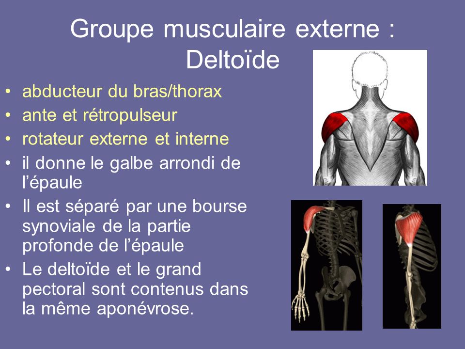 Groupe musculaire externe : Deltoïde