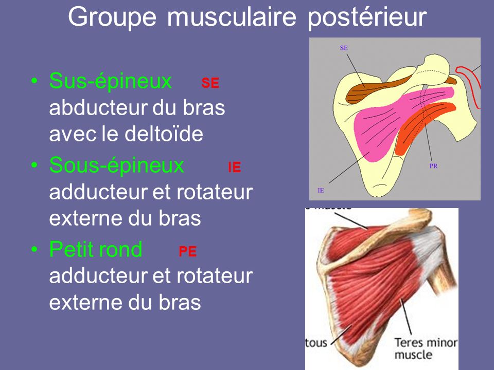 Groupe musculaire postérieur