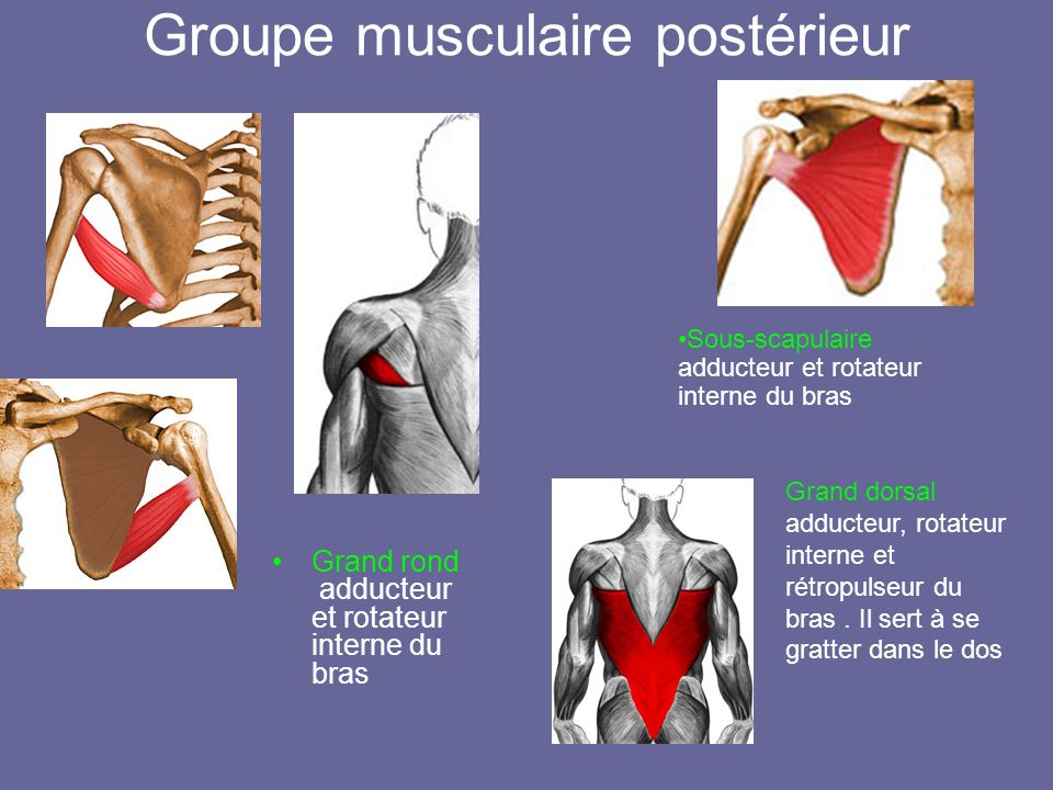 Groupe musculaire postérieur
