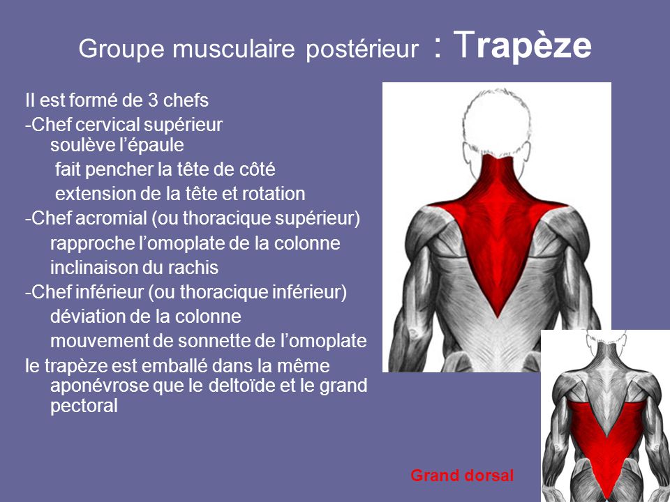 Groupe musculaire postérieur : Trapèze