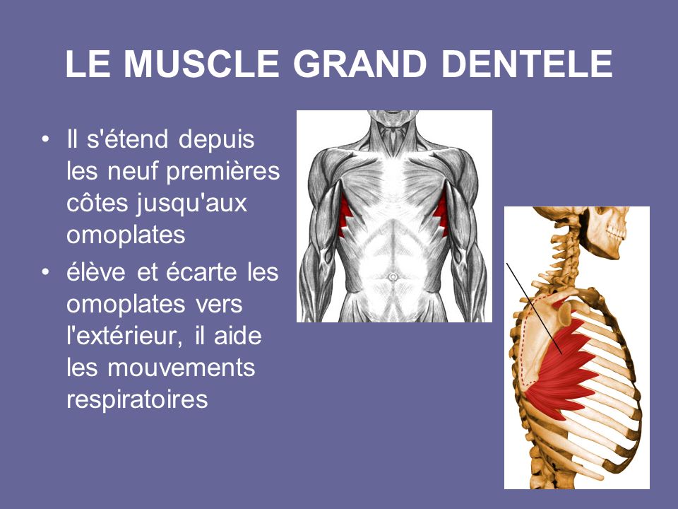 LE MUSCLE GRAND DENTELE