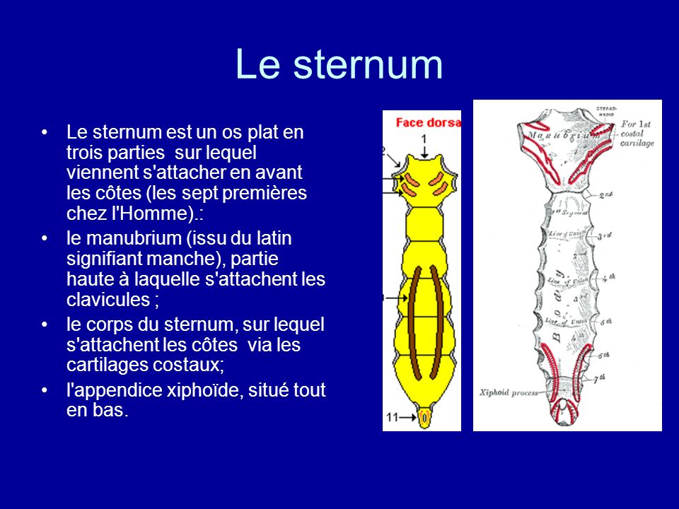 Le sternum Le sternum est un os plat en trois parties sur lequel viennent s attacher en avant les côtes (les sept premières chez l Homme).: