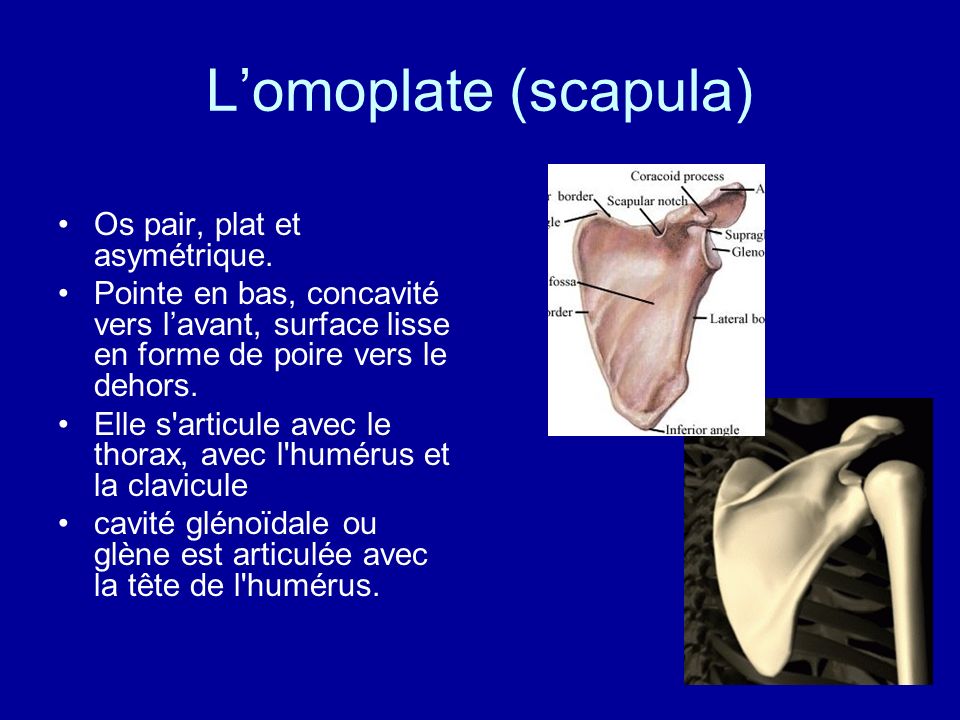 L’omoplate (scapula) Os pair, plat et asymétrique.