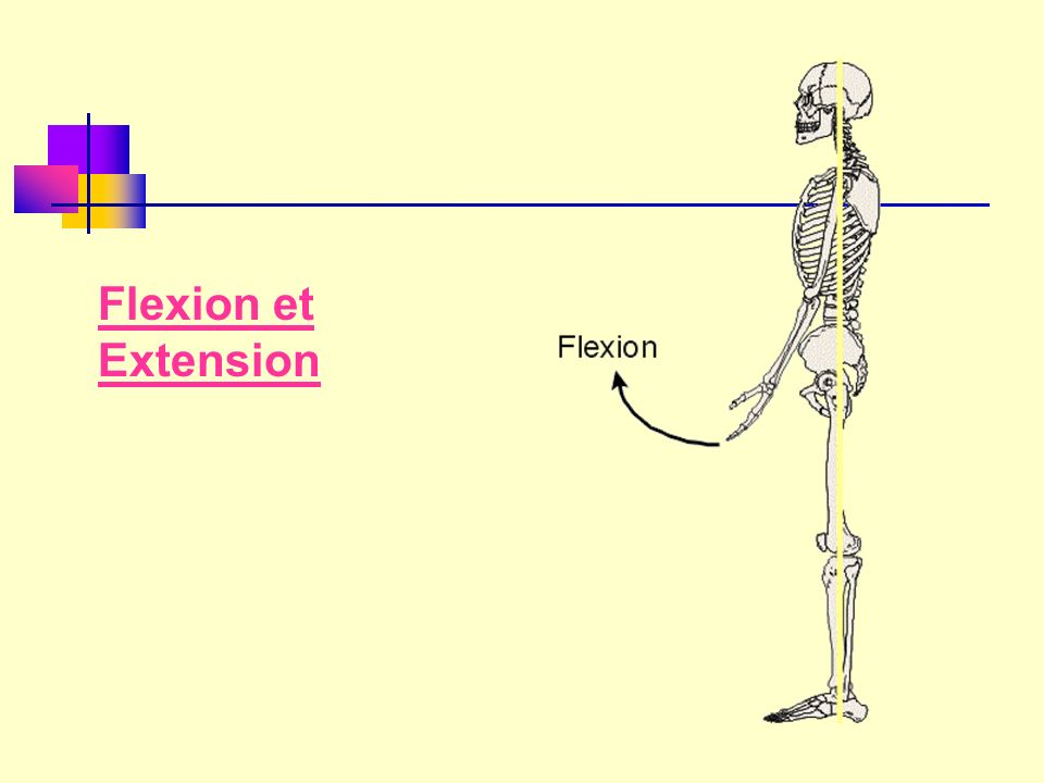 Flexion et Extension