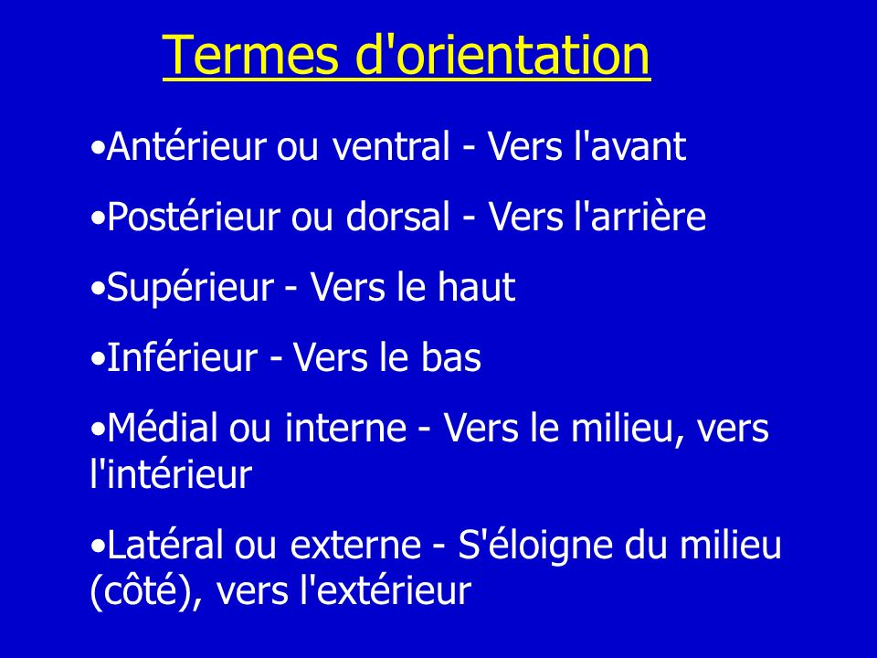Termes d orientation Antérieur ou ventral - Vers l avant