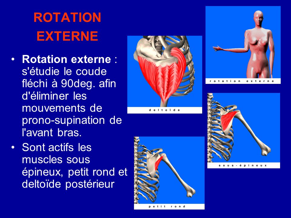 ROTATION EXTERNE Rotation externe : s étudie le coude fléchi à 90deg. afin d éliminer les mouvements de prono-supination de l avant bras.