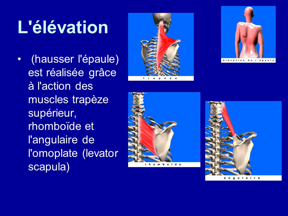 L élévation (hausser l épaule) est réalisée grâce à l action des muscles trapèze supérieur, rhomboïde et l angulaire de l omoplate (levator scapula)