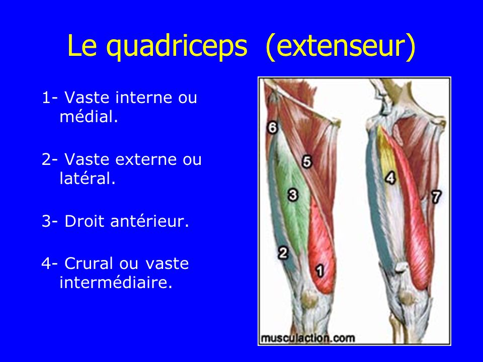 Le quadriceps (extenseur)