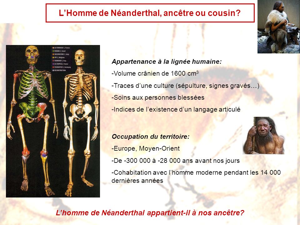 L’Homme de Néanderthal, ancêtre ou cousin