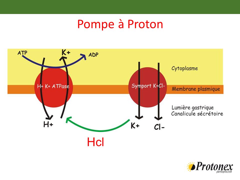 les lysosomes Pompe+%C3%A0+Proton+Canalicule+s%C3%A9cr%C3%A9toire+Hcl