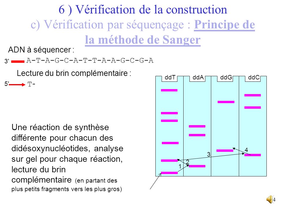 6 ) Vérification de la construction c) Vérification par séquençage : Principe de la méthode de Sanger