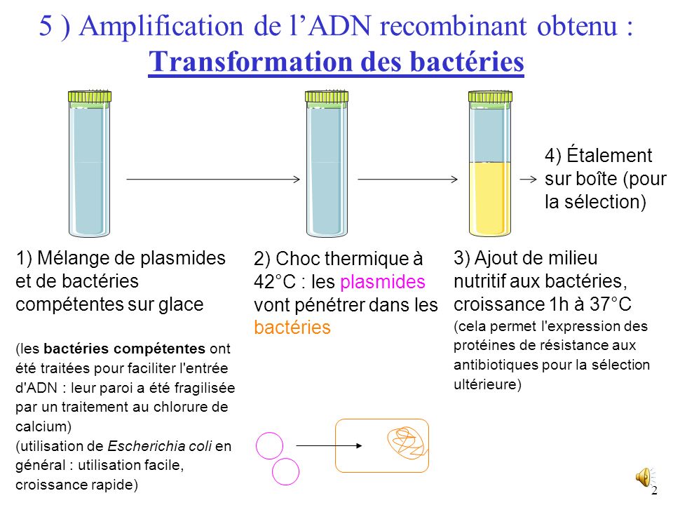 5 ) Amplification de l’ADN recombinant obtenu : Transformation des bactéries