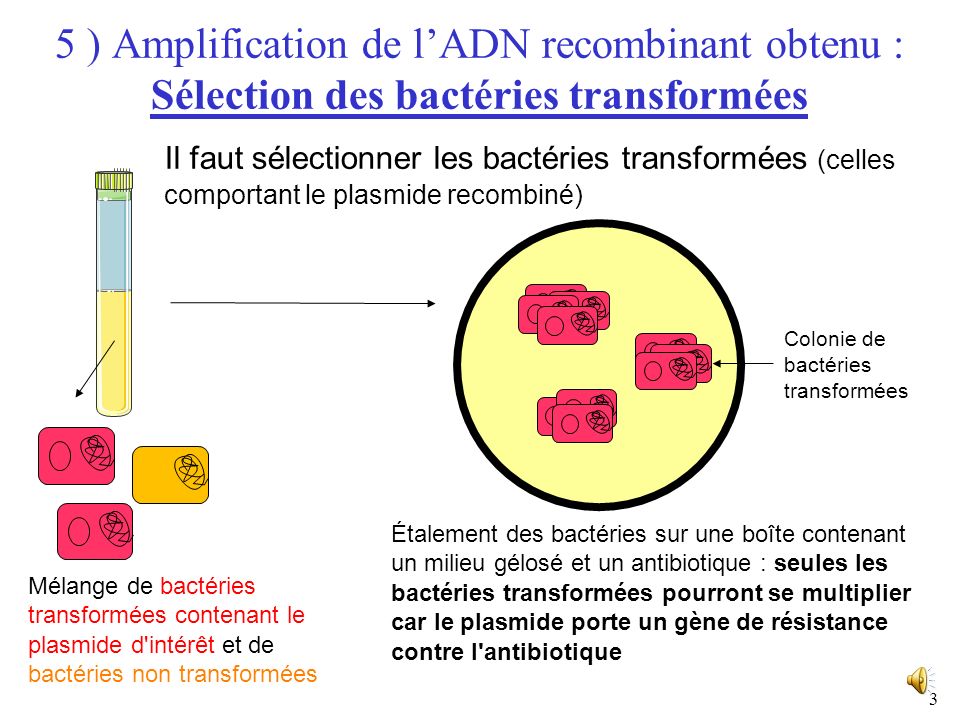 5 ) Amplification de l’ADN recombinant obtenu : Sélection des bactéries transformées