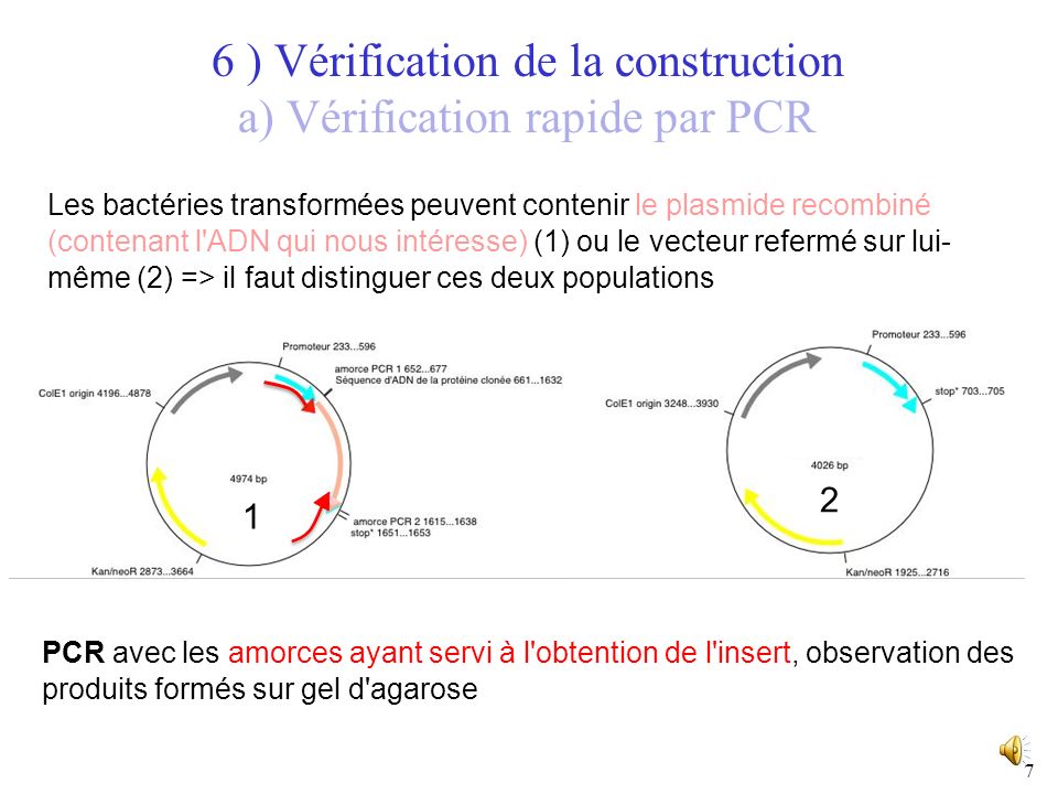 6 ) Vérification de la construction a) Vérification rapide par PCR