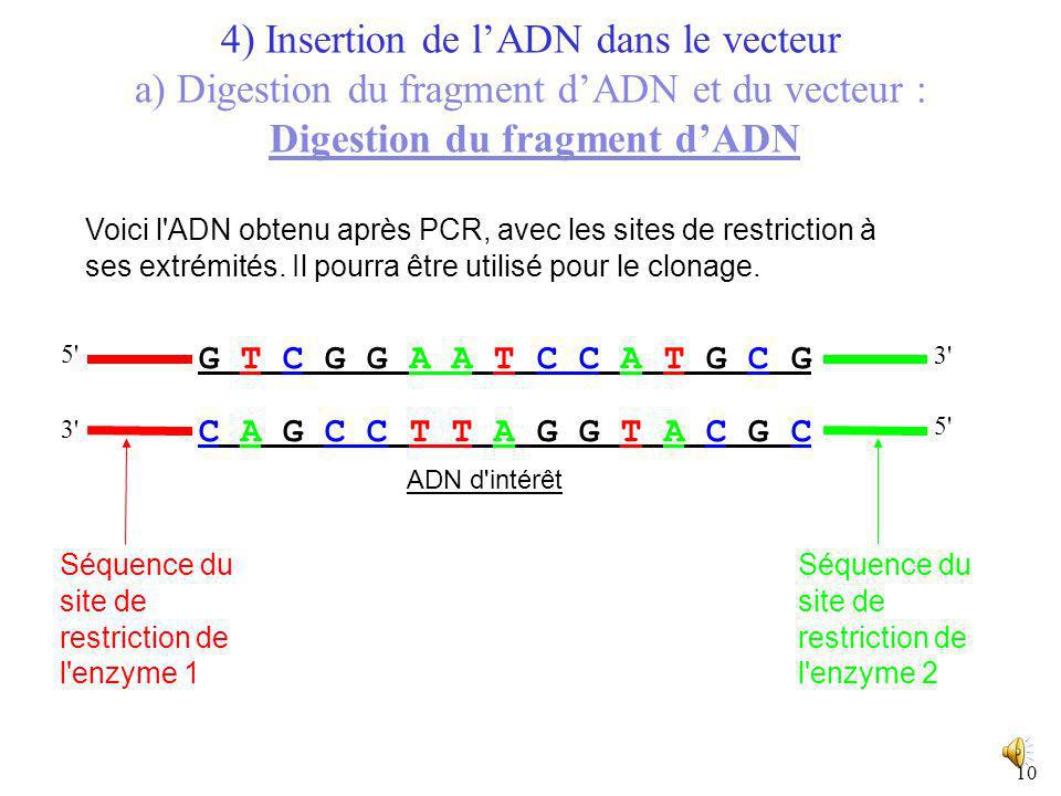 4) Insertion de l’ADN dans le vecteur a) Digestion du fragment d’ADN et du vecteur : Digestion du fragment d’ADN