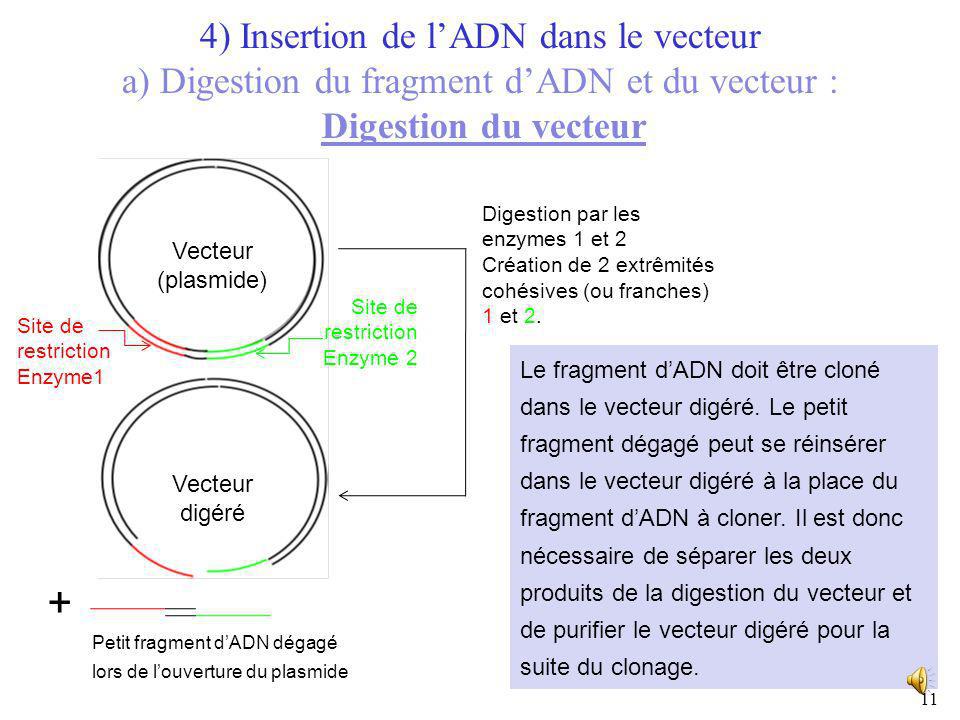 4) Insertion de l’ADN dans le vecteur a) Digestion du fragment d’ADN et du vecteur : Digestion du vecteur