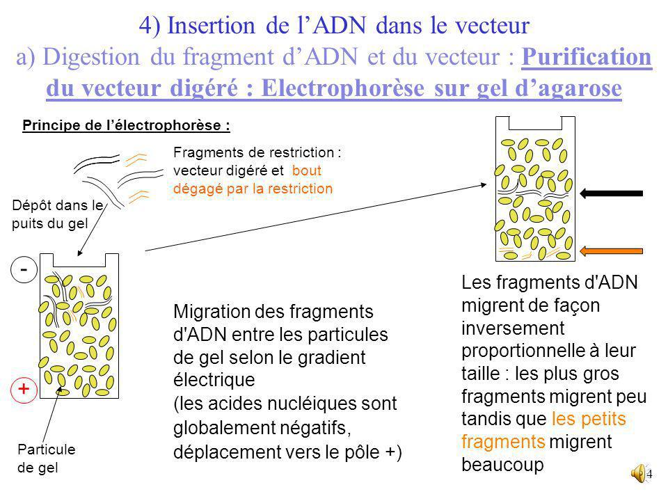 4) Insertion de l’ADN dans le vecteur a) Digestion du fragment d’ADN et du vecteur : Purification du vecteur digéré : Electrophorèse sur gel d’agarose