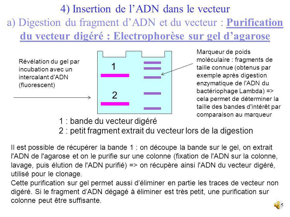 4) Insertion de l’ADN dans le vecteur a) Digestion du fragment d’ADN et du vecteur : Purification du vecteur digéré : Electrophorèse sur gel d’agarose