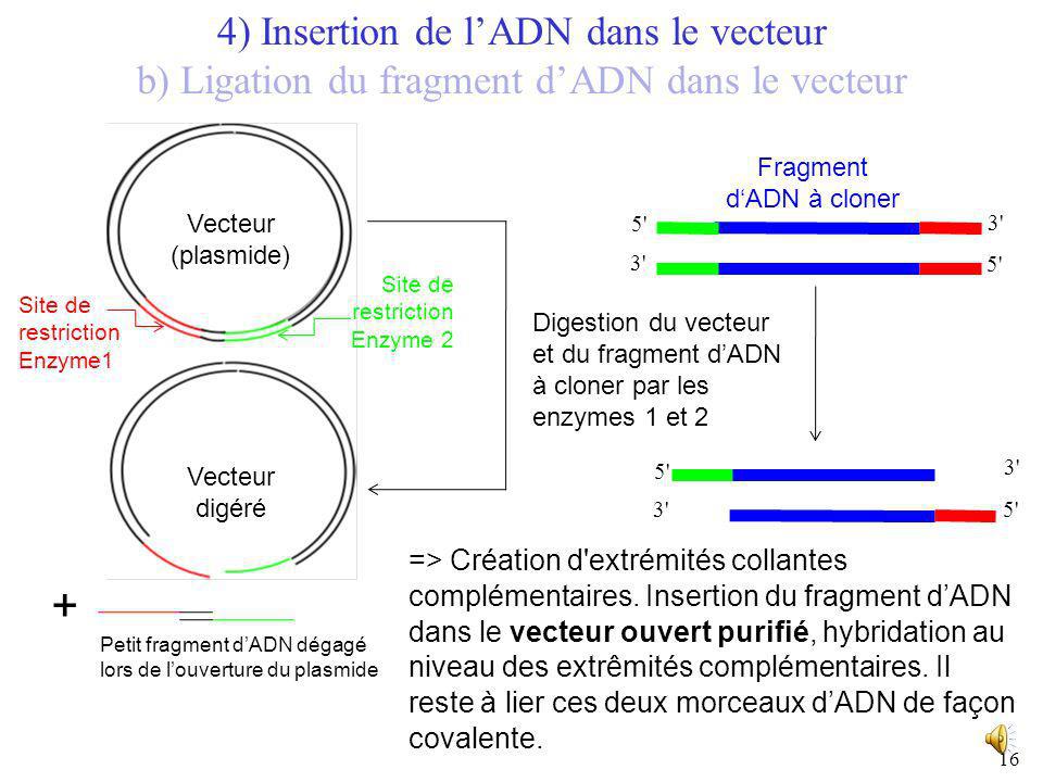 + 4) Insertion de l’ADN dans le vecteur