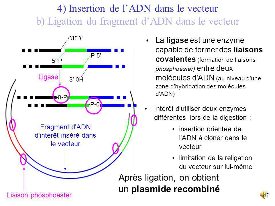 4) Insertion de l’ADN dans le vecteur