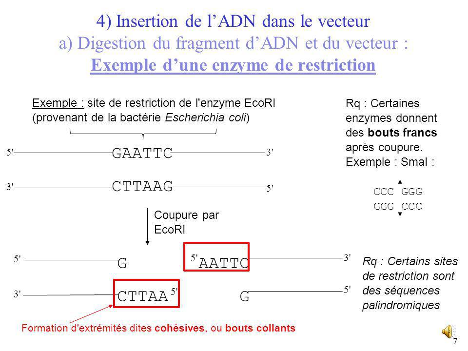 4) Insertion de l’ADN dans le vecteur a) Digestion du fragment d’ADN et du vecteur : Exemple d’une enzyme de restriction