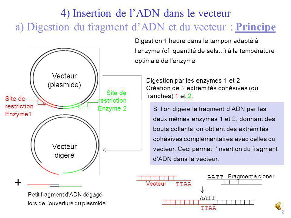 4) Insertion de l’ADN dans le vecteur a) Digestion du fragment d’ADN et du vecteur : Principe