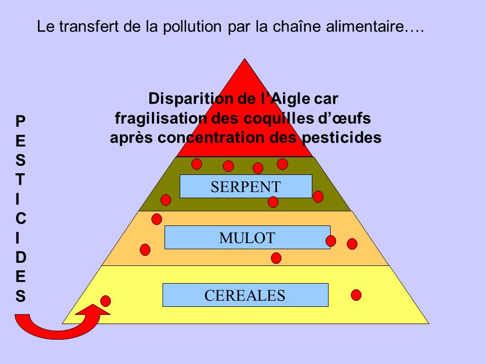 Le transfert de la pollution par la chaîne alimentaire….