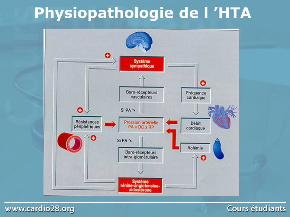 Physiopathologie de l ’HTA