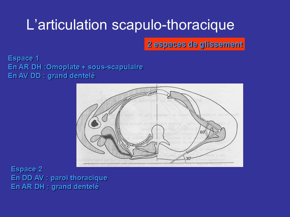 L’articulation scapulo-thoracique
