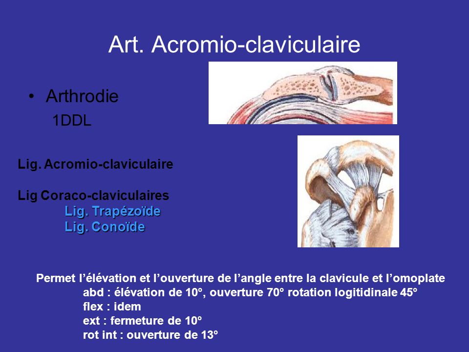 Art. Acromio-claviculaire