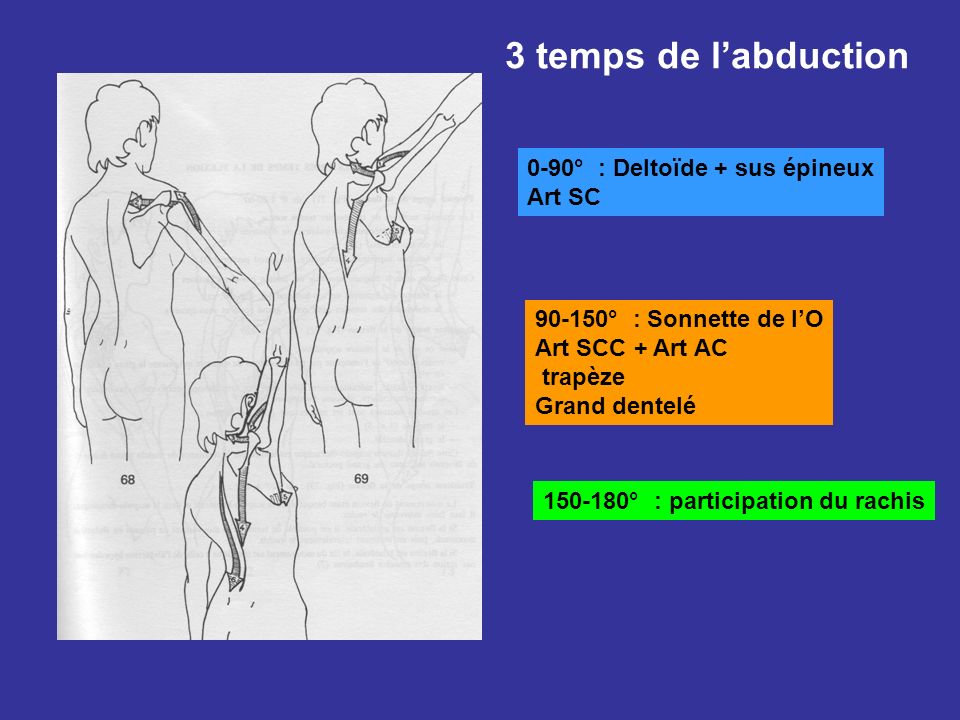 3 temps de l’abduction 0-90° : Deltoïde + sus épineux Art SC