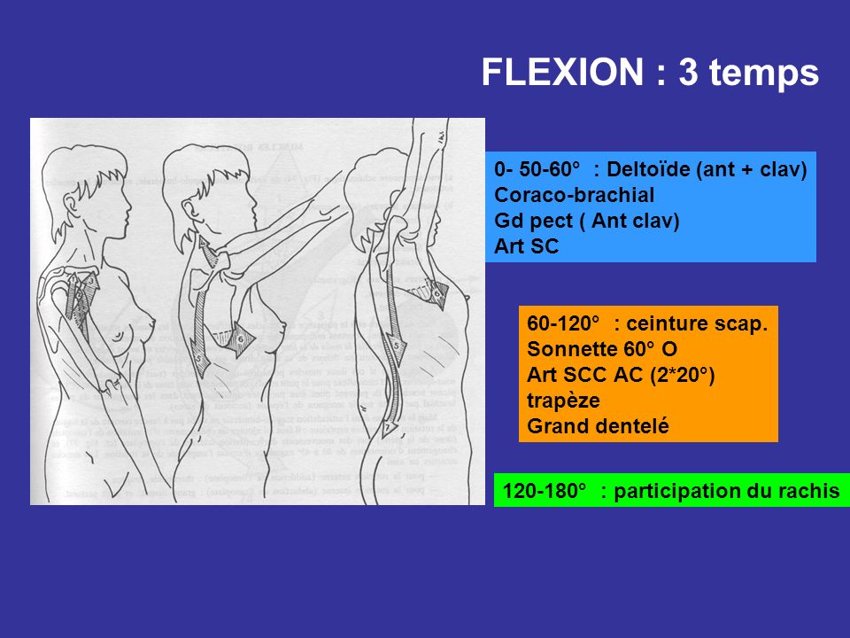 FLEXION : 3 temps ° : Deltoïde (ant + clav) Coraco-brachial