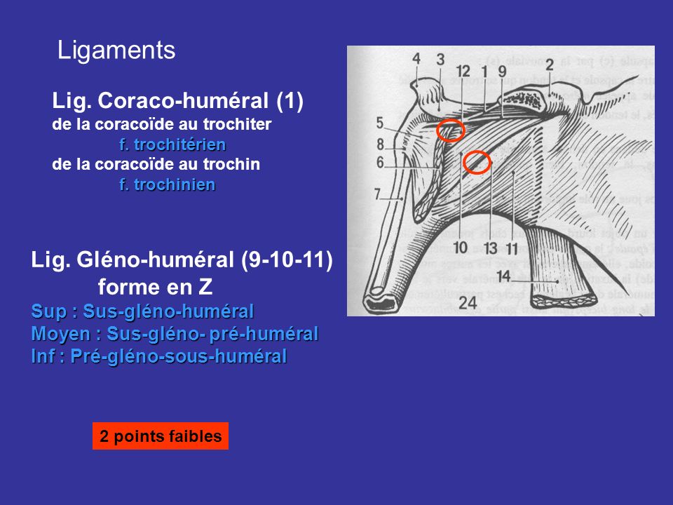 Ligaments Lig. Coraco-huméral (1) Lig. Gléno-huméral ( )