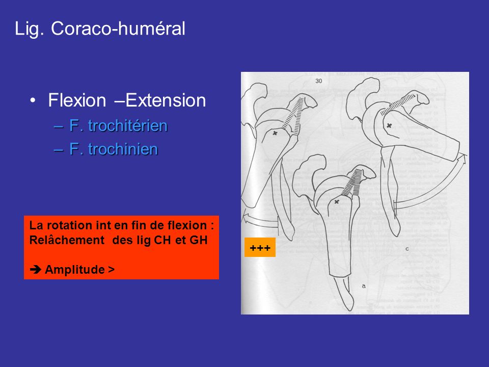 Lig. Coraco-huméral Flexion –Extension F. trochitérien F. trochinien