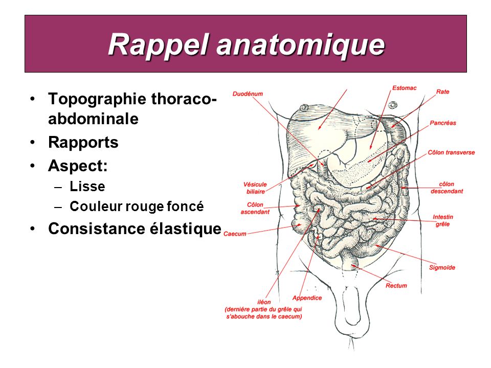 Rappel anatomique Topographie thoraco-abdominale Rapports Aspect: