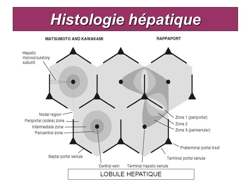 Histologie hépatique LOBULE HEPATIQUE