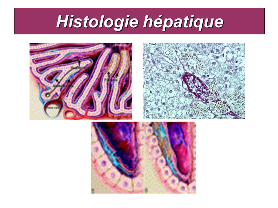 Histologie hépatique