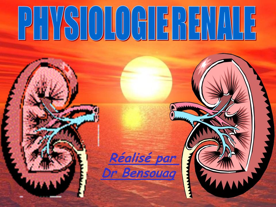 PHYSIOLOGIE RENALE Réalisé par Dr Bensouag