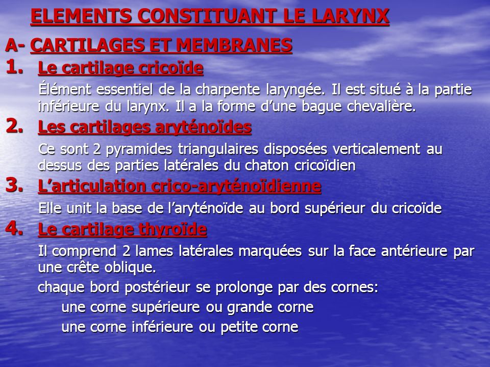 ELEMENTS CONSTITUANT LE LARYNX