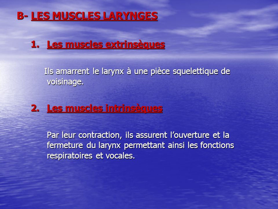 B- LES MUSCLES LARYNGES
