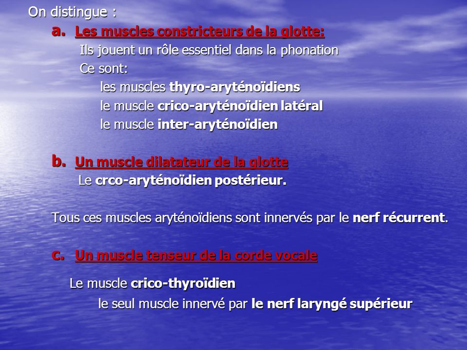 Le muscle crico-thyroïdien
