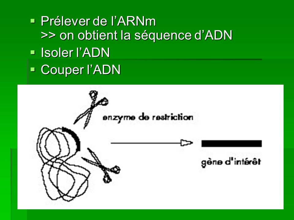 Prélever de l’ARNm >> on obtient la séquence d’ADN
