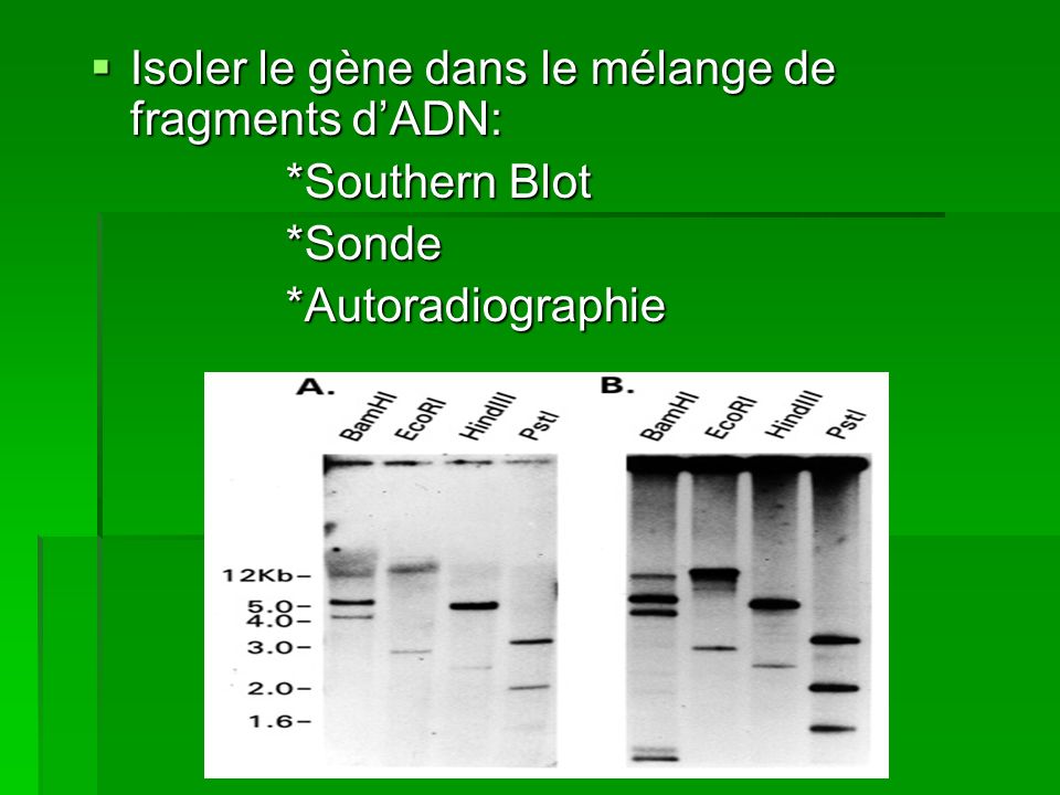 Isoler le gène dans le mélange de fragments d’ADN: